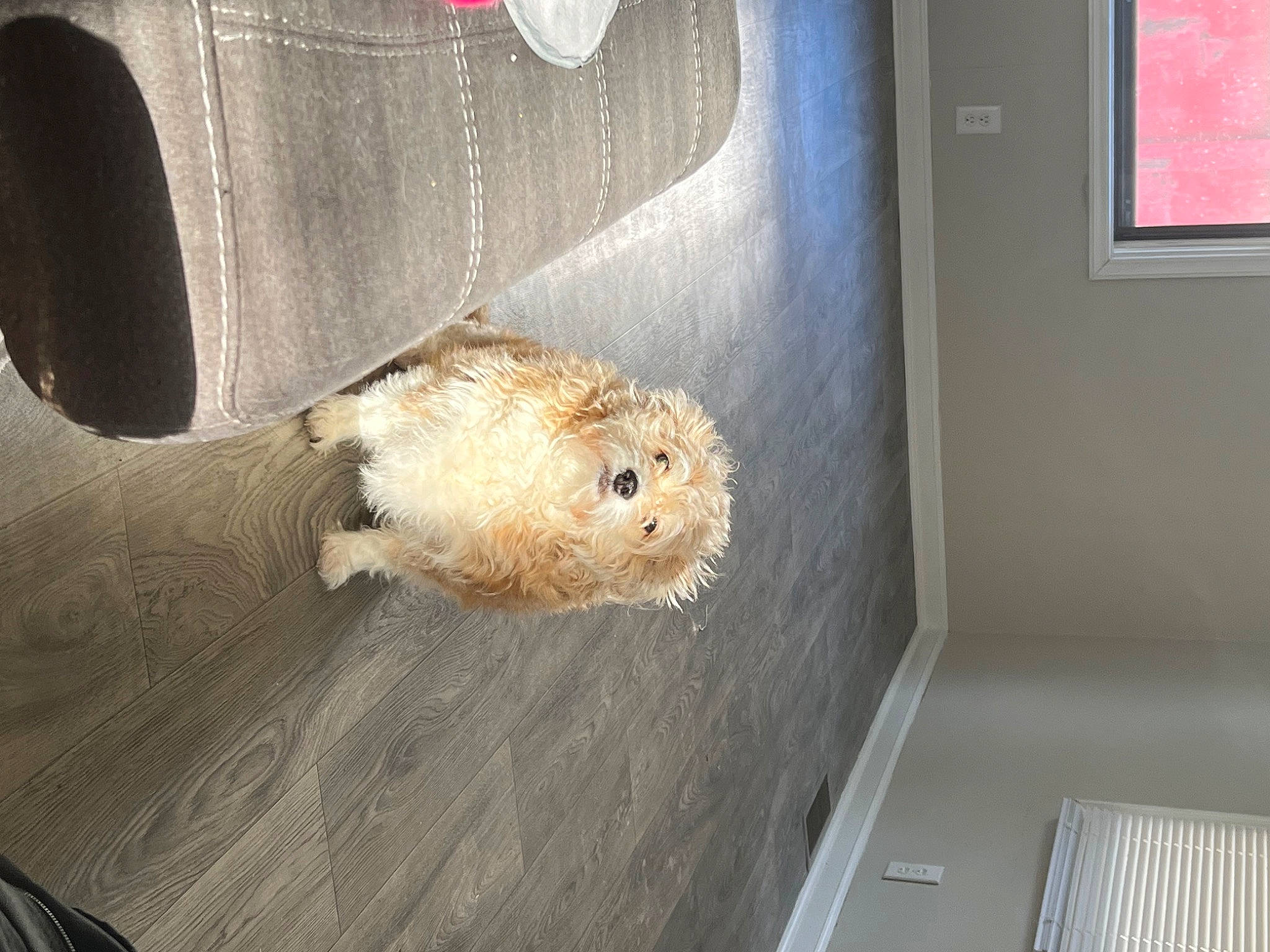 Porky is registered to the contest to win money with this photo: auto_part, automotive_exterior, canidae, door, fawn, flooring, fur, gas, gerbil, hardwood, mouse, muridae, muroidea, picture_frame, rodent, room, snout, vehicle_door, whiskers, wood