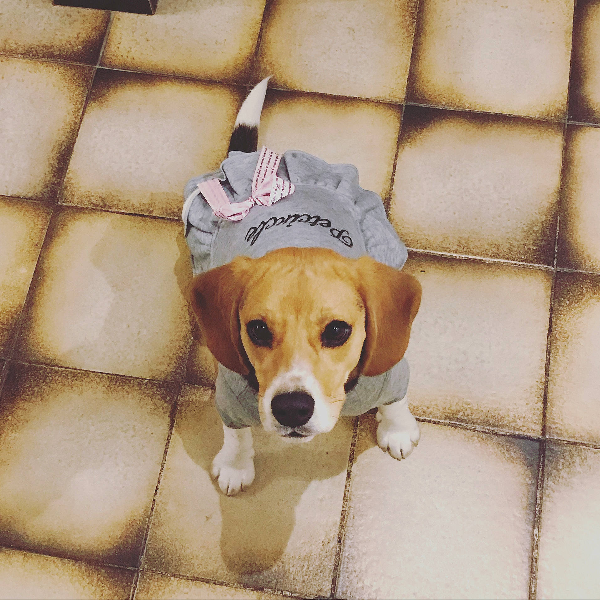 Tina a rejoint le concours — aidez-le/la à gagner de superbes lots ! american_foxhound, beagador, beagle, beagle_harrier, beaglier, canidae, carnivore, companion_dog, dog, dog_breed, drever, harrier, mammal, pocket_beagle, puppy, puppy_love, rare_breed_dog, snout, sporting_group, vertebrate