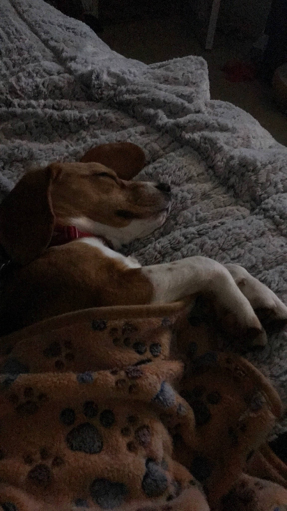 Tina participe au concours pour gagner de l'argent avec cette photo : blanket, canidae, fawn, fur, hand, rock, textile