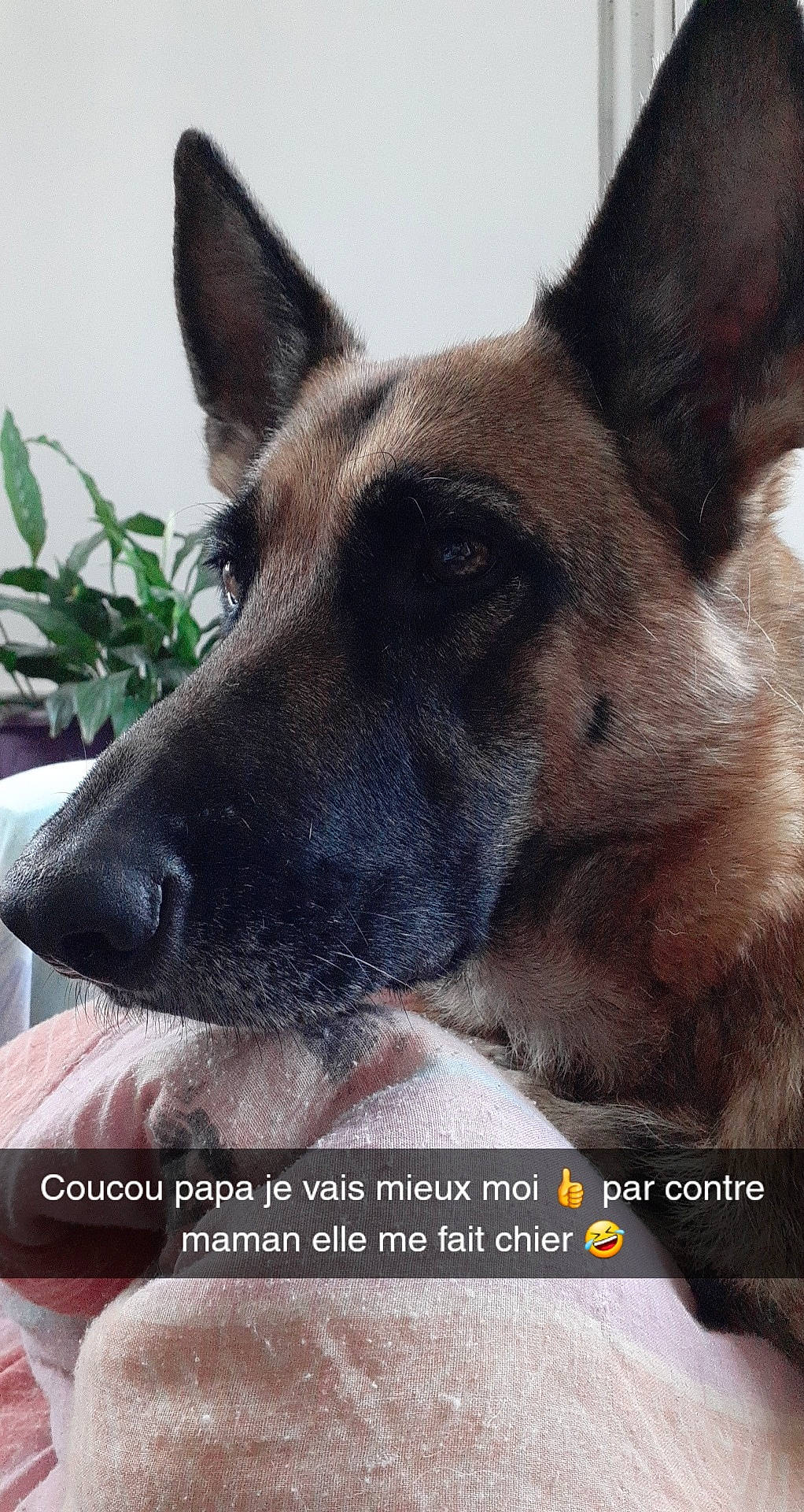 Naska participe au concours pour gagner de l'argent avec cette photo : ancient_dog_breeds, canidae, carnivore, companion_dog, dog, dog_breed, fawn, fur, german_shepherd_dog, herding_dog, internet_meme, king_shepherd, photo_caption, plant, sporting_group, square, terrestrial_animal, whiskers, working_animal, working_dog