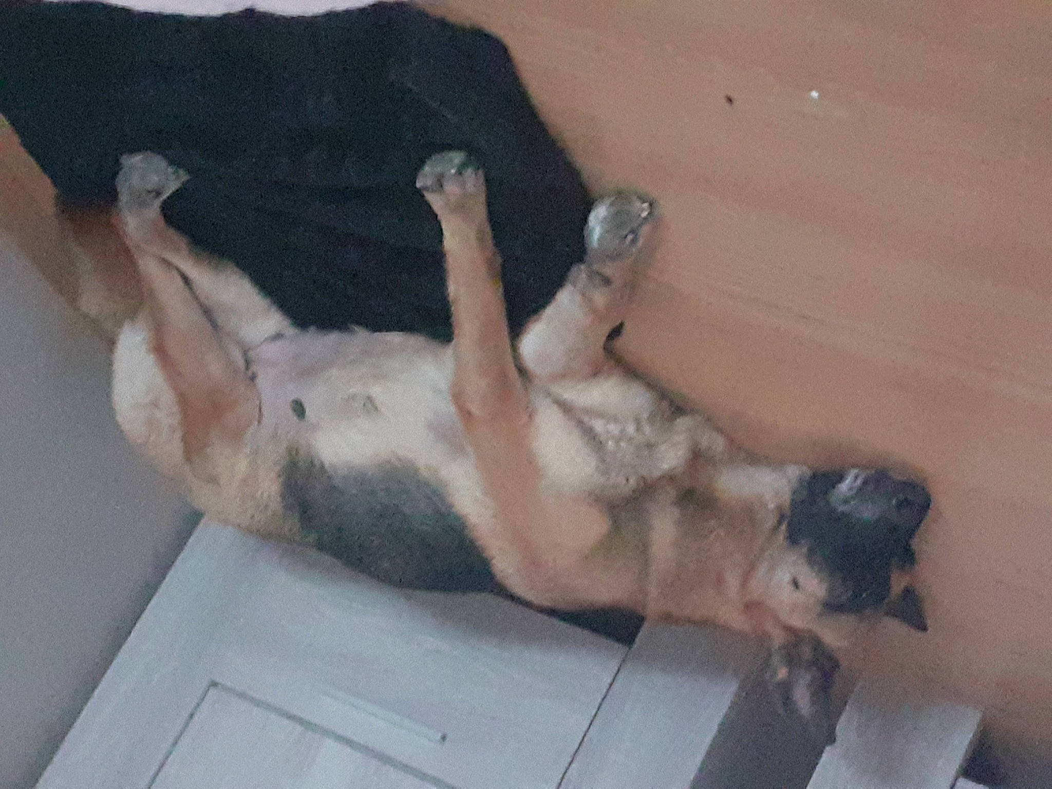 Naska participe au concours pour gagner de l'argent avec cette photo : canidae, carnivore, comfort, companion_dog, dog, dog_breed, fawn, felidae, foot, fur, guard_dog, human_leg, nap, non_sporting_group, paw, small_to_medium_sized_cats, snout, sporting_group, tail, thigh