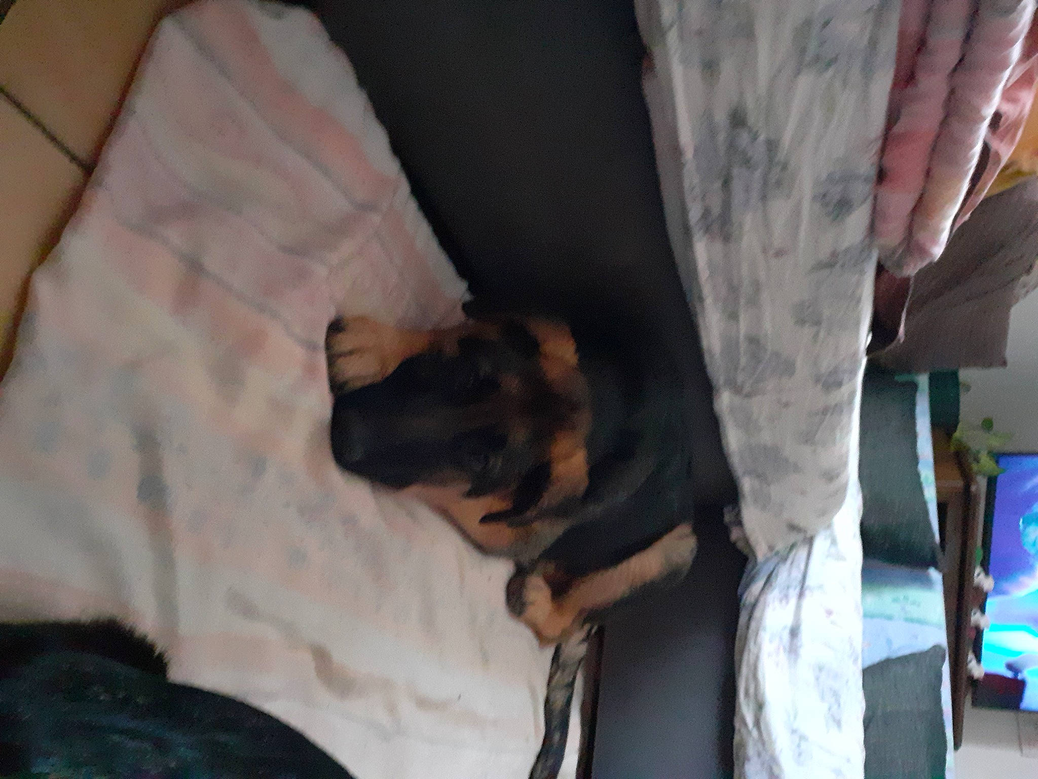 Falco participe au concours pour gagner de l'argent avec cette photo : carnivore, comfort, companion_dog, couch, dog, dog_breed, elbow, fawn, felidae, gesture, guard_dog, human_leg, linens, mammal, nail, pinscher, snout, toy_dog, whiskers, working_animal