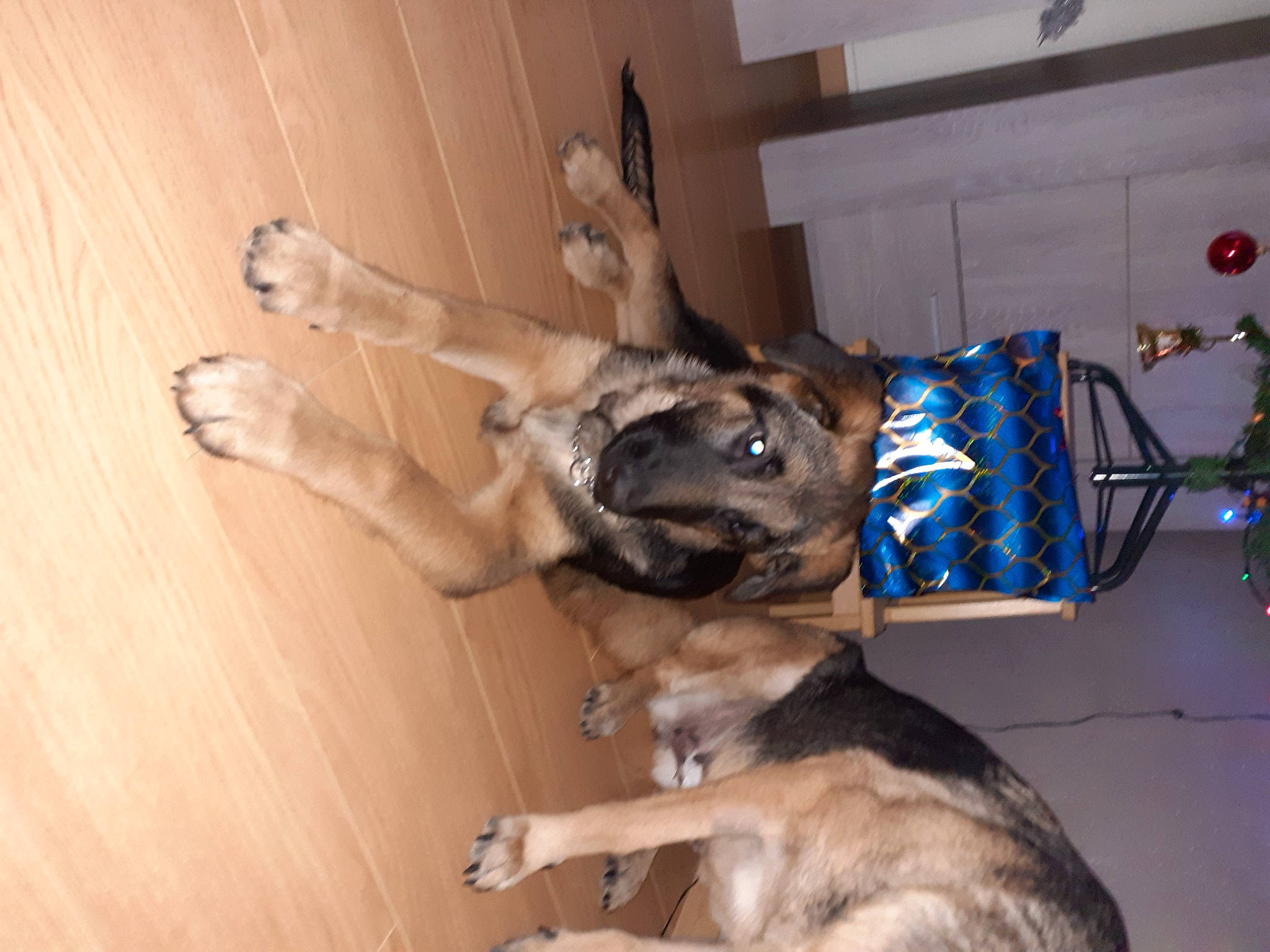 Falco a rejoint le concours — aidez-le/la à gagner de superbes lots ! canidae, carnivore, companion_dog, dog, dog_breed, dog_supply, fawn, flooring, fur, guard_dog, hardwood, paw, room, snout, sporting_group, tail, wood, wood_flooring, working_animal, working_dog