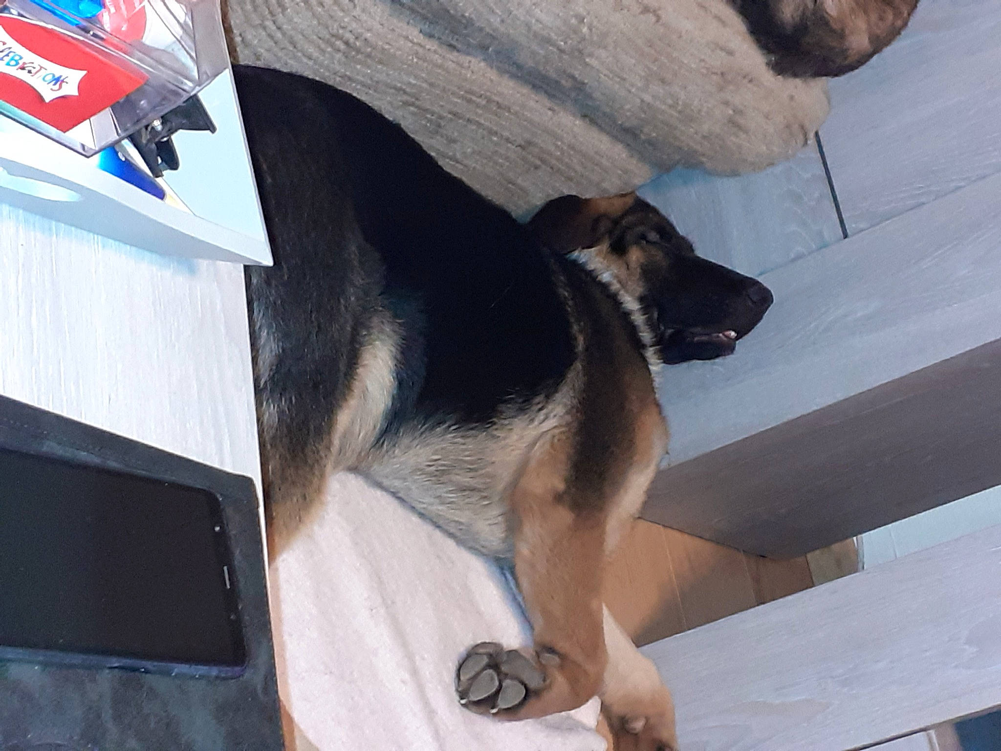 Falco participe au concours pour gagner de l'argent avec cette photo : canidae, carnivore, collar, companion_dog, dog, dog_breed, fawn, foot, fur, guard_dog, human_leg, pet_supply, snout, sporting_group, tail, watch, wood, working_animal, working_dog