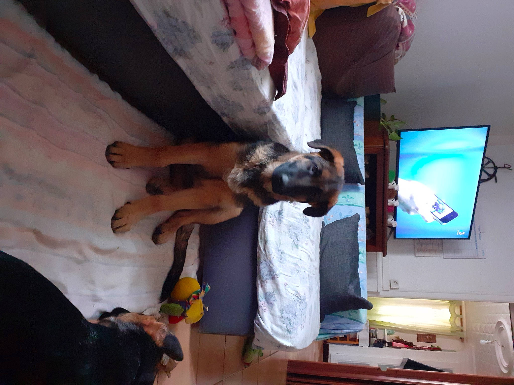 Falco a rejoint le concours — aidez-le/la à gagner de superbes lots ! comfort, display_device, elbow, flat_panel_display, flooring, fun, hardwood, home_appliance, human_leg, led_backlit_lcd_display, machine, room, shelf, television, television_set, wood, wrist