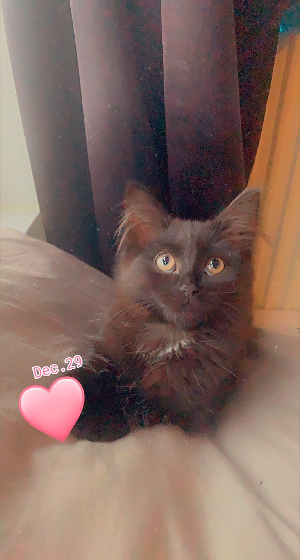 Nalha a rejoint le concours — aidez-le/la à gagner de superbes lots ! black_cat, carnivore, cat, claw, domestic_short_haired_cat, fawn, felidae, fur, gesture, paw, small_to_medium_sized_cats, snout, tail, whiskers, window