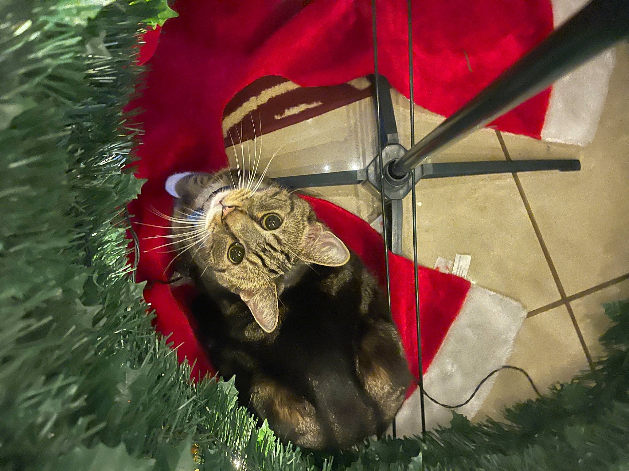 Dixon joined the competition — help win amazing prizes! animation, carmine, carnivore, cat, collar, fang, felidae, fictional_character, fur, pet_supply, small_to_medium_sized_cats, snout, terrestrial_animal, tongue, tooth, whiskers