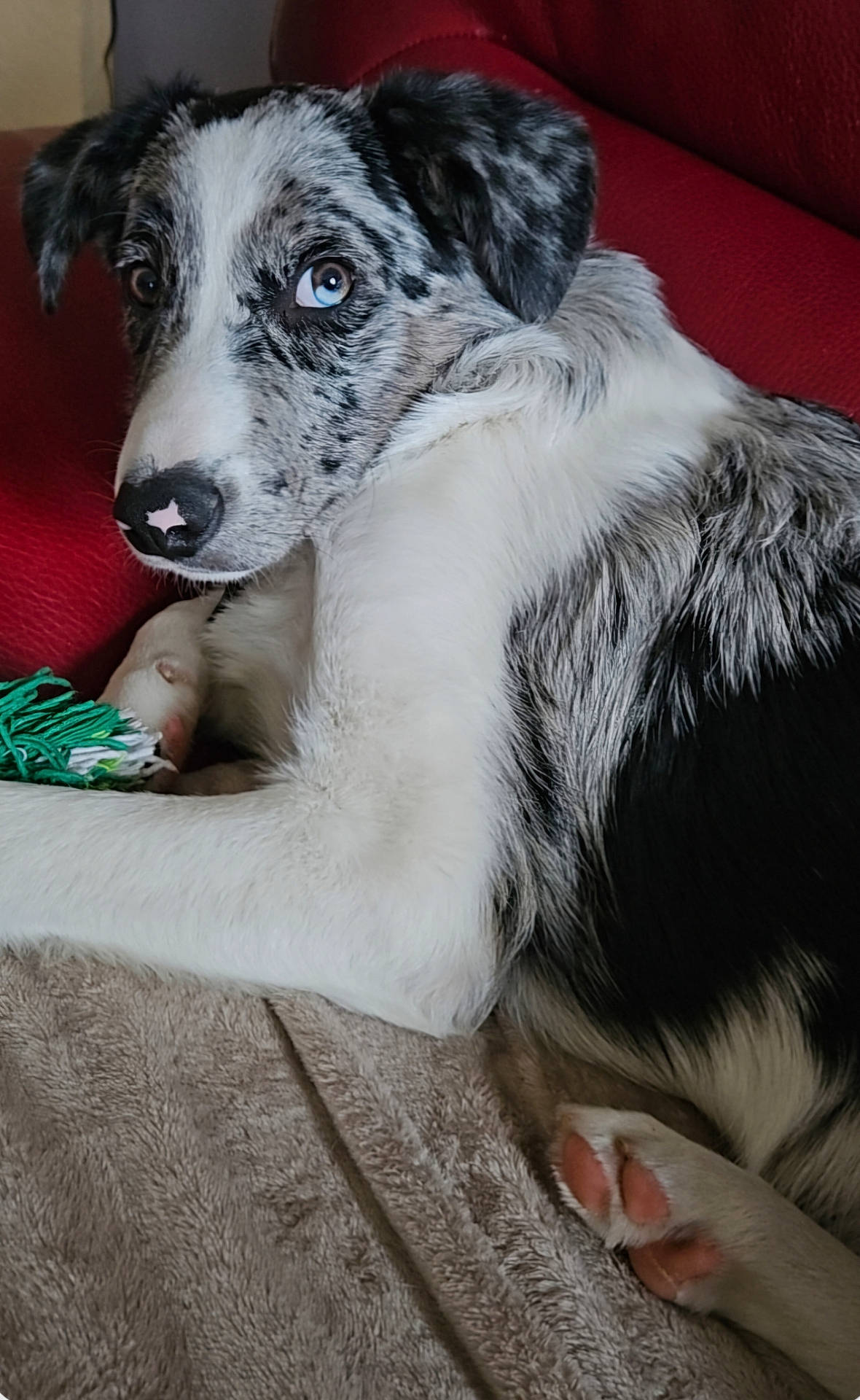 Vamos a rejoint le concours — aidez-le/la à gagner de superbes lots ! animal, architecture, armchair, bodypart, building, canine, chair, collie, couch, dog, finger, furniture, hand, hound, husky, indoors, person, pet, pointer, puppy