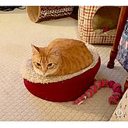 Nelson is registered to the contest to win money with this photo: cat, orange_tabby, pet_bed, carpet, toy, indoor, furniture, cozy, animal, domestic, resting, cute, small_bed, striped_cat, relaxed, home, floor, loaf_position, plaything, cat_house