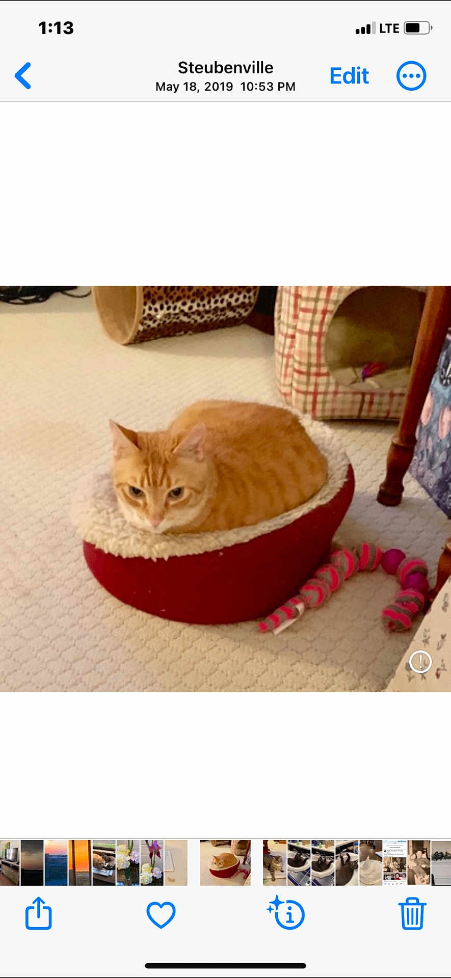 Nelson is registered to the contest to win money with this photo: cat, orange_tabby, pet_bed, carpet, toy, indoor, furniture, cozy, animal, domestic, resting, cute, small_bed, striped_cat, relaxed, home, floor, loaf_position, plaything, cat_house