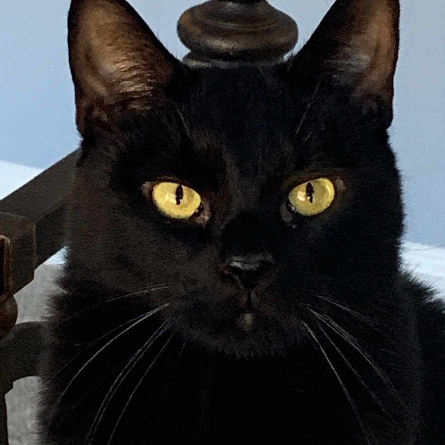 Tess joined the competition — help win amazing prizes! alert, animal, black_cat, cat, chair, close_up, cute, domestic_animal, ears, face, feline, fur, indoor, looking, mammal, pet, portrait, whiskers, wood, yellow_eyes