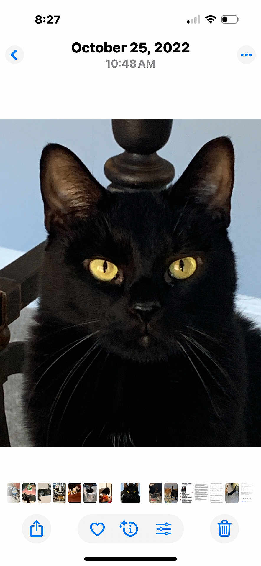 Tess joined the competition — help win amazing prizes! black_cat, cat, pet, animal, yellow_eyes, close_up, indoor, feline, whiskers, fur, chair, wood, portrait, looking, alert, ears, face, domestic_animal, cute, mammal