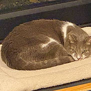 Angel is registered to the contest to win money with this photo: appliance_surface, blanket, cat, close_up, cozy, curled_up, cushion, ears, feline, gray_fur, indoor, pet, portrait, relaxed, resting, sleeping, tail, towel, whiskers, white_markings