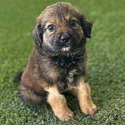Marly joined the competition — help win amazing prizes! puppy, dog, animal, pet, fur, cute, young, sitting, green_background, portrait, adorable, fluffy, mammal, canine, indoor, looking_at_camera, small, brown, black, soft