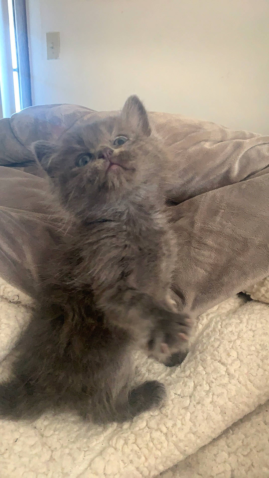 Karl is registered to the contest to win money with this photo: british_longhair, carnivore, cat, claw, comfort, fawn, felidae, fur, grey, paw, small_to_medium_sized_cats, snout, tail, terrestrial_animal, whiskers, window