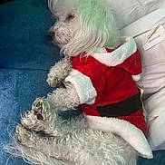 Patrick joined the competition — help win amazing prizes! dog, sleeping, white_dog, curly_fur, pet_clothing, santa_outfit, blanket, bed, cozy, resting, paw, fur, cute, holiday, indoor, animal, domestic_animal, relaxation, fur_texture, quiet