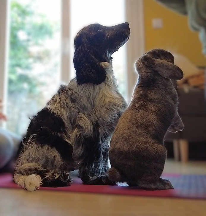Suki a rejoint le concours — aidez-le/la à gagner de superbes lots ! dog, rabbit, pet, indoor, animal, fluffy, sitting, side_view, black_and_white, brown, floor, mat, window, blurred_background, home, furniture, cozy, companion, domestic, cute