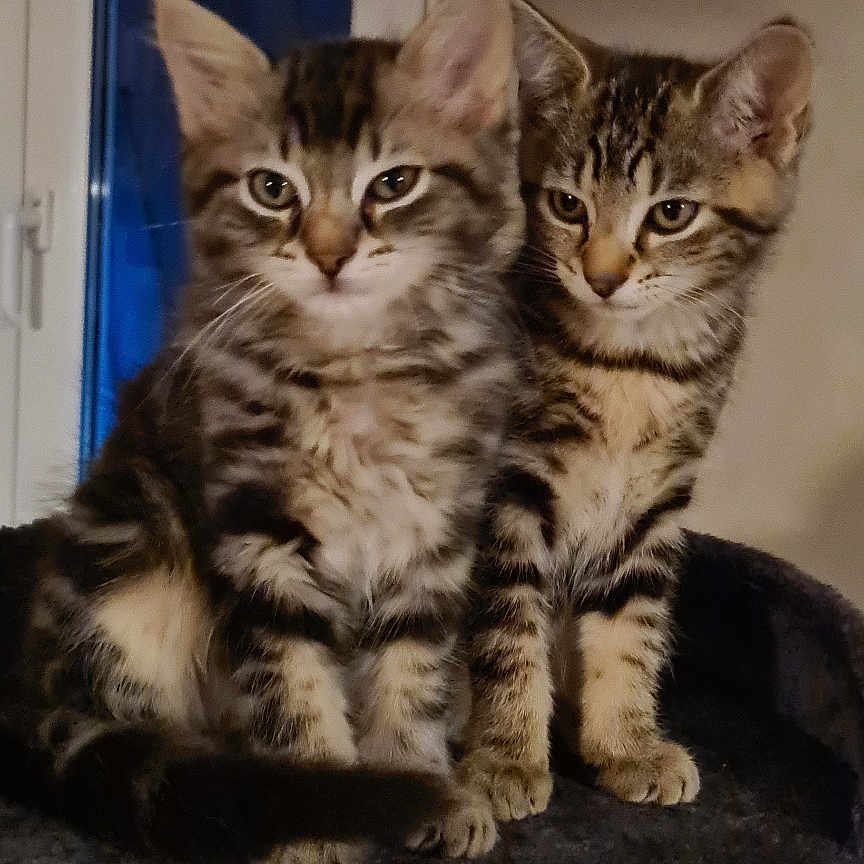 Ace Et Hinata a rejoint le concours — aidez-le/la à gagner de superbes lots ! animal, cat, cat_tree, companions, cozy, curious, cute, domestic, ears, eyes, feline, furniture, furry, indoor, kitten, pets, sitting, tabby, two_cats, whiskers