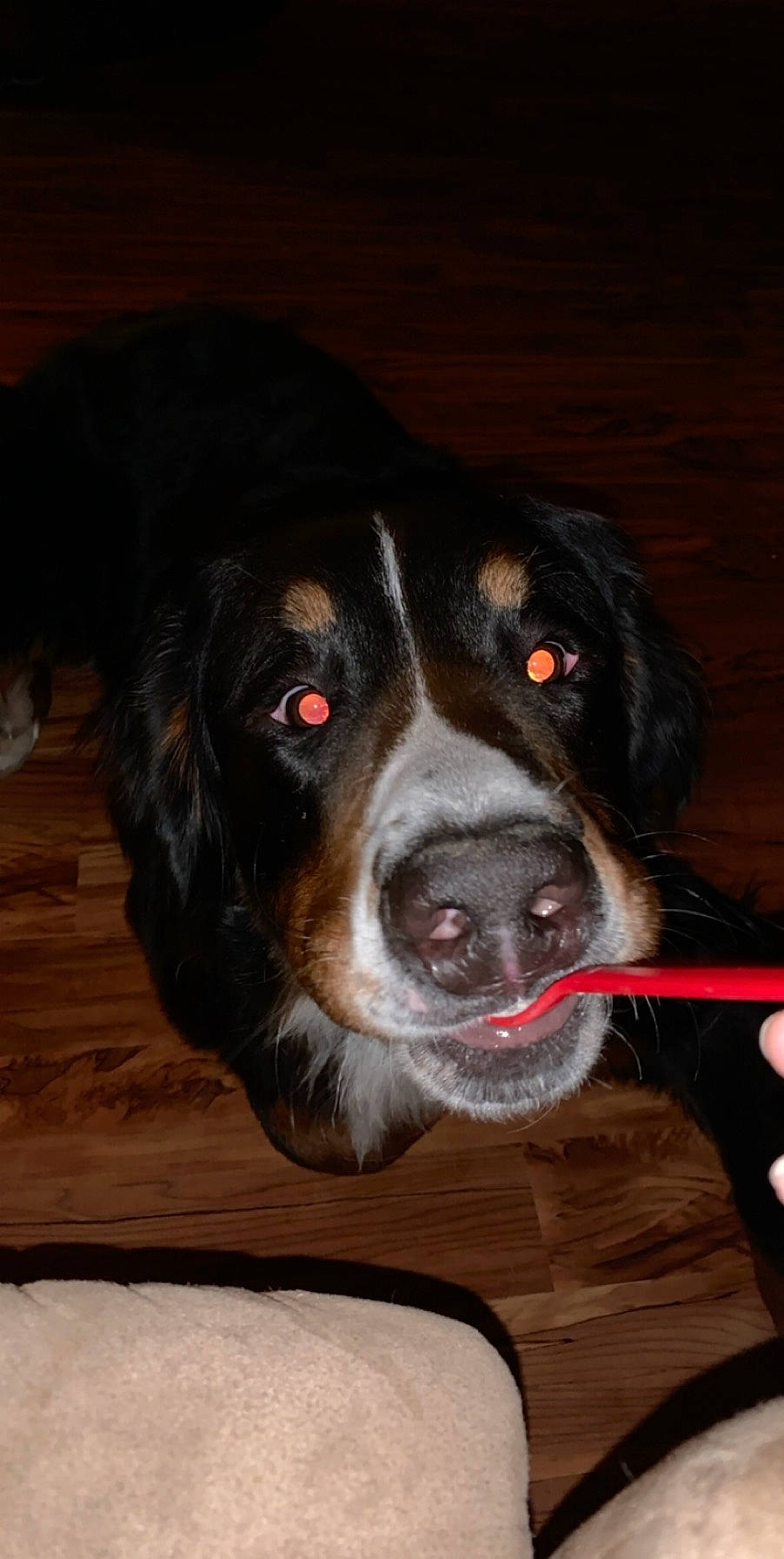 Bernie joined the competition — help win amazing prizes! appenzeller_sennenhund, bernese_mountain_dog, canidae, carnivore, companion_dog, dog, dog_breed, english_shepherd, entlebucher_mountain_dog, greater_swiss_mountain_dog, mammal, nose, rare_breed_dog, snout, sporting_group, vertebrate, whiskers, working_dog