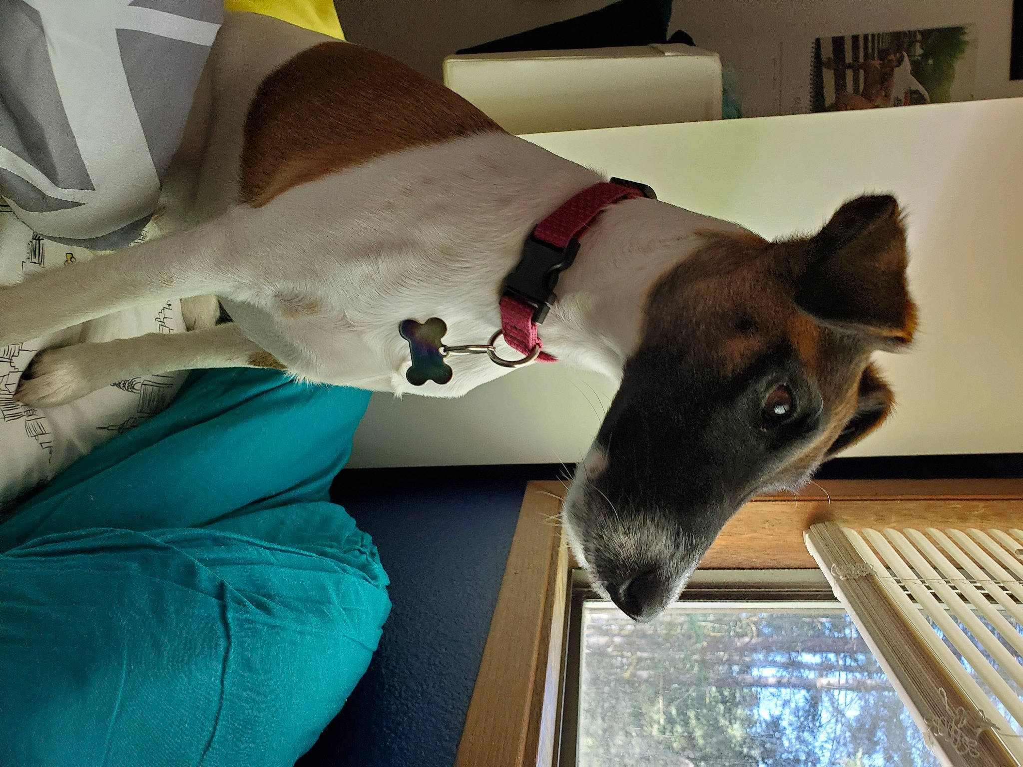 Sadie joined the competition — help win amazing prizes! basenji, canidae, carnivore, companion_dog, dog, dog_breed, feist, fox_terrier, greyhound, rat_terrier, smooth_fox_terrier, toy_fox_terrier