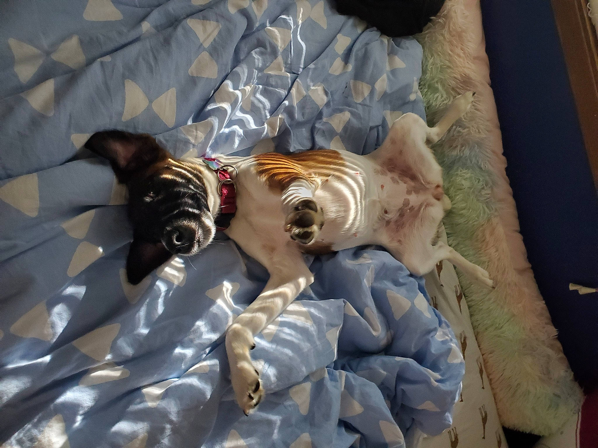 Sadie is registered to the contest to win money with this photo: canidae, carnivore, companion_dog, dog, dog_breed, fawn, nap, non_sporting_group, pointer, puppy, sporting_group, toy_dog