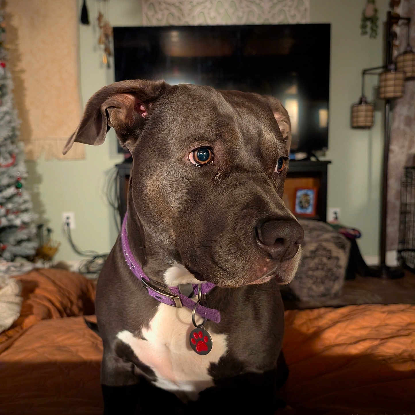 Kaia joined the competition — help win amazing prizes! animal, brown_blanket, canine, christmas_tree, closeup, cozy, decorations, dog, domestic_animal, fur, furniture, home, indoor, living_room, mammal, pensive, pet, portrait, purple_collar, television