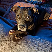 Kaia is registered to the contest to win money with this photo: dog, pet, animal, lying_down, blanket, indoor, cozy, fur, paw, snout, ears, bedroom, curious, lighting, portrait, companion, domestic, canine, resting, closeup