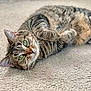 Athena is registered to the contest to win money with this photo: cat, tabby, green_eyes, carpet, animal, pet, feline, whiskers, cute, domestic_cat, lying_down, relaxed, fur, indoor, closeup, mammal, portrait, soft_texture, paws, curled_up