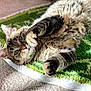 Athena joined the competition — help win amazing prizes! cat, tabby, pet, feline, animal, fur, whiskers, paw, green_rug, carpet, indoor, relaxing, cute, playful, closeup, domestic_animal, eyes, sunlight, soft, cozy