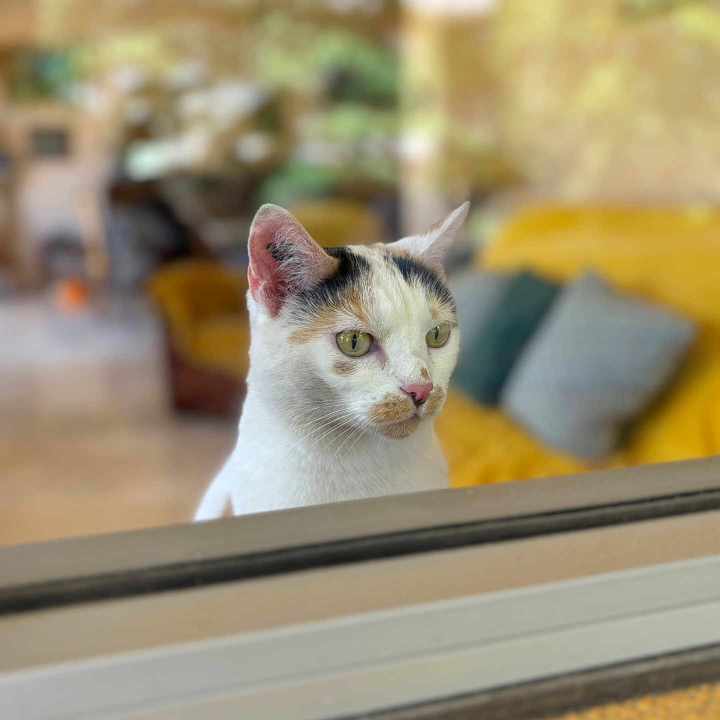 Plume a rejoint le concours — aidez-le/la à gagner de superbes lots ! abyssinian, angora, animal, cat, couch, furniture, hardwood, indoors, kitten, manx, pet, plywood, siamese, wood
