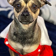 Lola joined the competition — help win amazing prizes! dog, pet, animal, close_up, portrait, red_clothing, small_dog, attentive, brown_eyes, fur, cute, indoors, sitting, soft_background, expression, canine, domestic_animal, wearing_clothes, buttoned_clothing, focused