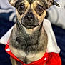 dog, pet, animal, close_up, portrait, red_clothing, small_dog, attentive, brown_eyes, fur, cute, indoors, sitting, soft_background, expression, canine, domestic_animal, wearing_clothes, buttoned_clothing, focused