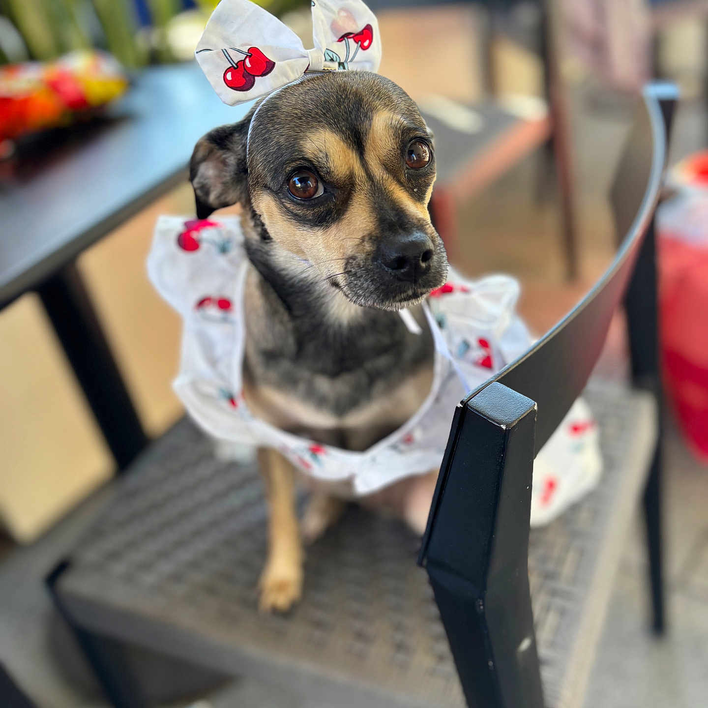 Lola joined the competition — help win amazing prizes! animal, black_dog, bow, brown_dog, chair, cherry_pattern, closeup, cute, decor, dog, fur, furniture, indoor, looking_away, outfit, pet, portrait, small_dog, soft_focus, whiskers