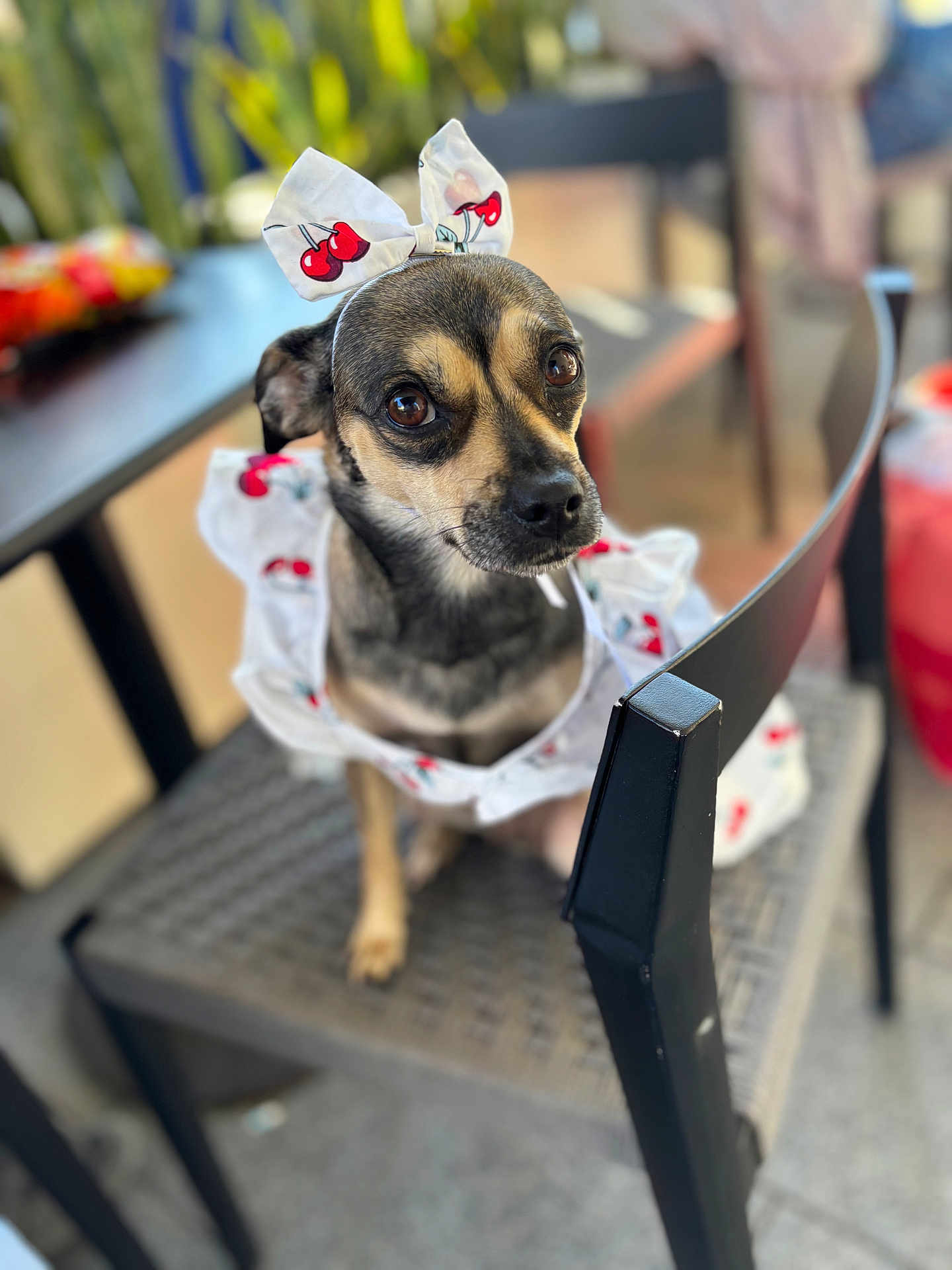 Lola joined the competition — help win amazing prizes! dog, small_dog, pet, cute, cherry_pattern, bow, outfit, chair, indoor, closeup, portrait, brown_dog, black_dog, whiskers, animal, fur, looking_away, decor, furniture, soft_focus