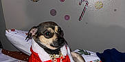 Lola joined the competition — help win amazing prizes! dog, small_dog, holiday_outfit, red_clothing, bed, bedding, christmas_theme, gingerbread_man, candy_cane, wall_decoration, indoor, pet, cute, cozy, resting, animal, fur, paw, blanket, decor