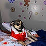 dog, small_dog, holiday_outfit, red_clothing, bed, bedding, christmas_theme, gingerbread_man, candy_cane, wall_decoration, indoor, pet, cute, cozy, resting, animal, fur, paw, blanket, decor