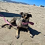 Lola joined the competition — help win amazing prizes! dog, beach, sand, leash, collar, sunlight, shadow, outdoor, animal, pet, clear_sky, mountains, people, daytime, relaxing, canine, small_dog, nature, vacation, summer