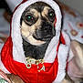 Lola is registered to the contest to win money with this photo: dog, pet, costume, hood, red, white, fur, face, eyes, nose, necklace, jewelry, indoor, blanket, paws, closeup, cute, holiday, festive, portrait
