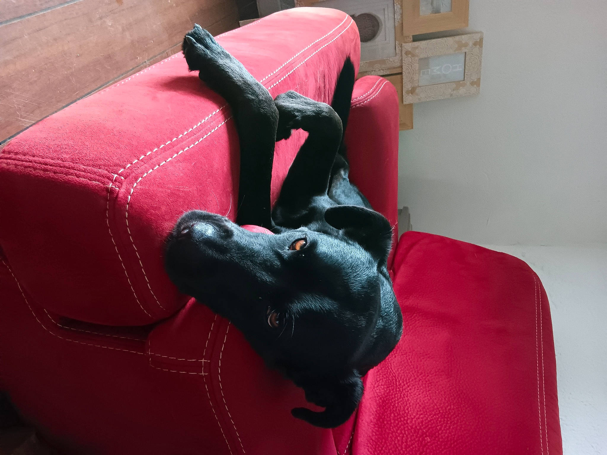 Chipie participe au concours pour gagner de l'argent avec cette photo : armrest, bag, carmine, carnivore, chair, comfort, companion_dog, couch, dog, dog_breed, electric_blue, fashion_accessory, flooring, leather, light_switch, linens, luggage_and_bags, magenta, red, room