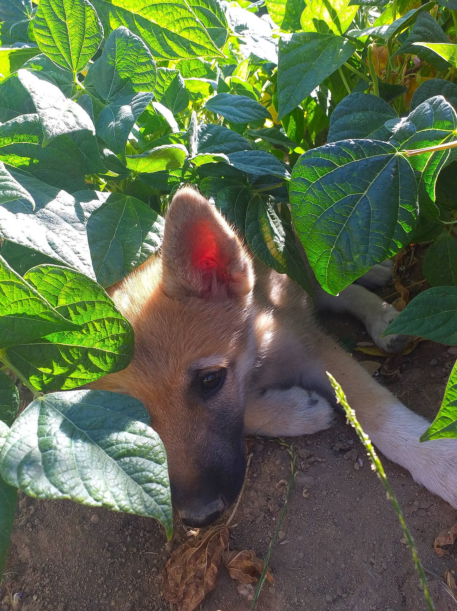 Jeska a rejoint le concours — aidez-le/la à gagner de superbes lots ! bat, canidae, dog_breed, domestic_pig, fawn, flowering_plant, grass, livestock, plant, snout, soil, suidae, terrestrial_animal, terrestrial_plant, tree, vegetable, wildlife