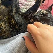 Daisy joined the competition — help win amazing prizes! cat, tortoiseshell, pet, playful, hand, bite, eye, whiskers, fur, claws, quilt, bed, indoor, cozy, relaxing, animal, cute, domestic, feline, person