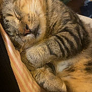 Milo is registered to the contest to win money with this photo: cat, sleeping, tabby, feline, whiskers, fur, paw, cozy, relaxed, closeup, indoor, pet, cute, animal, mammal, striped, resting, close, soft, domestic