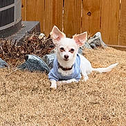 Jose Medina is registered to the contest to win money with this photo: air_conditioner, backyard, chihuahua_like, collar, cute, dog, dry_grass, grass, large_ears, outdoor, pet, portrait, relaxed, rocks, sitting, small_dog, sweater, white_dog, wooden_fence, yard