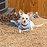 air_conditioner, backyard, chihuahua_like, collar, cute, dog, dry_grass, grass, large_ears, outdoor, pet, portrait, relaxed, rocks, sitting, small_dog, sweater, white_dog, wooden_fence, yard
