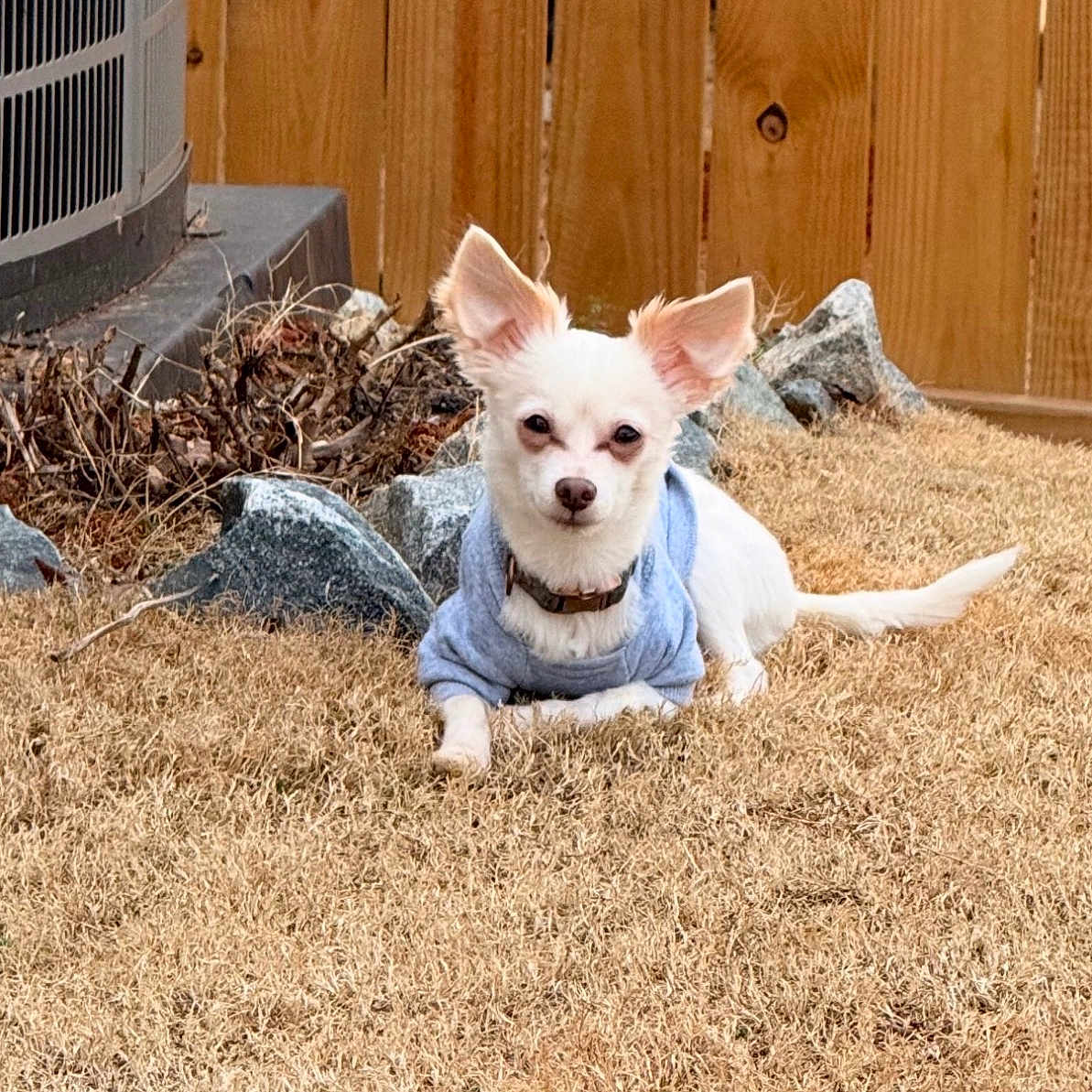 Jose Medina is registered to the contest to win money with this photo: air_conditioner, backyard, chihuahua_like, collar, cute, dog, dry_grass, grass, large_ears, outdoor, pet, portrait, relaxed, rocks, sitting, small_dog, sweater, white_dog, wooden_fence, yard