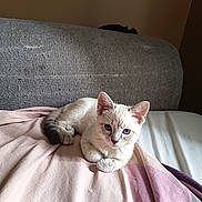 Saphir a rejoint le concours — aidez-le/la à gagner de superbes lots ! kitten, cat, blue_eyes, pet, fur, animal, bed, blanket, indoor, resting, cute, young, feline, cozy, home, relaxing, soft, light, texture, portrait