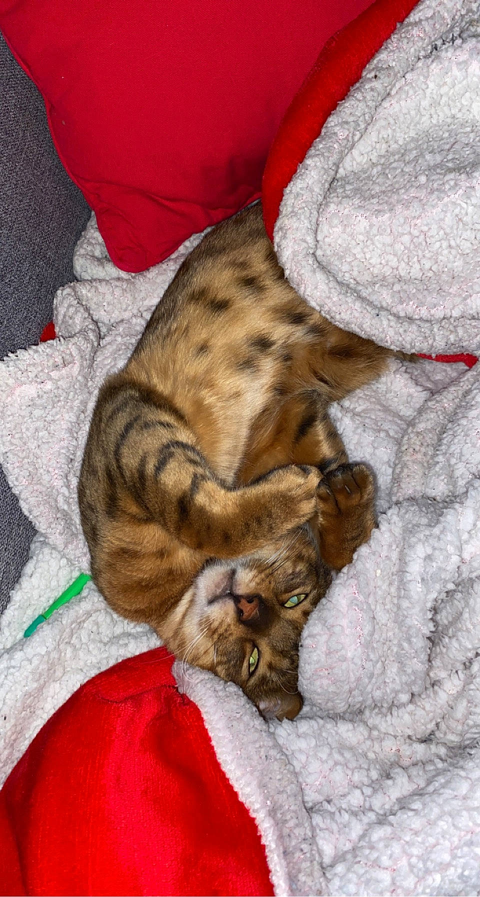 Taïka participe au concours pour gagner de l'argent avec cette photo : canidae, carnivore, cat, claw, comfort, domestic_short_haired_cat, fawn, felidae, fur, linens, nap, pattern, paw, sleep, small_to_medium_sized_cats, snout, tail, terrestrial_animal, textile, whiskers