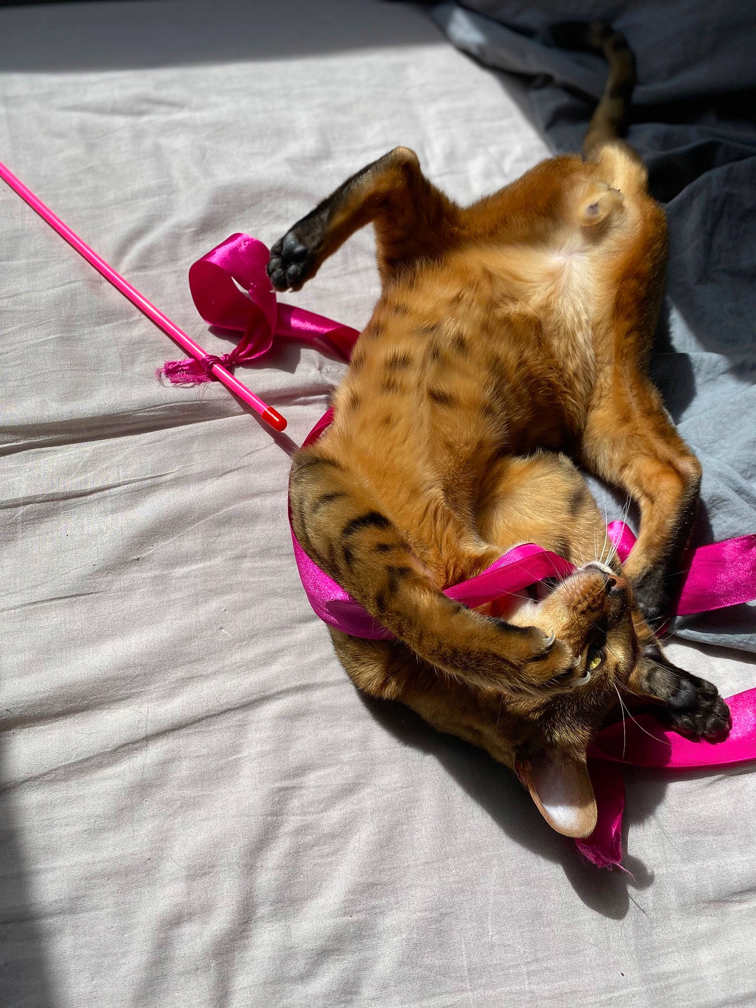 Taïka participe au concours pour gagner de l'argent avec cette photo : canidae, carnivore, claw, collar, companion_dog, dog_breed, fashion_accessory, fawn, felidae, fur, leash, liver, magenta, paw, small_to_medium_sized_cats, snout, sporting_group, toy, whiskers, wrinkle