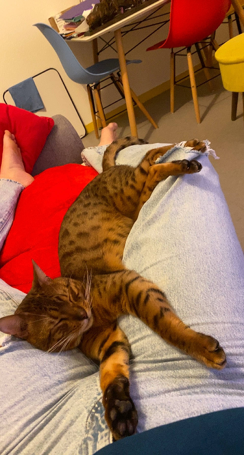 Taïka participe au concours pour gagner de l'argent avec cette photo : bed, carnivore, cat, chair, comfort, couch, domestic_short_haired_cat, fawn, felidae, flooring, fur, furniture, mammal, paw, room, small_to_medium_sized_cats, snout, tail, terrestrial_animal, whiskers