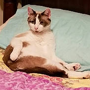 Tom Tom is registered to the contest to win money with this photo: aegean_cat, asian, bed, carnivore, cat, colorpoint_shorthair, cornish_rex, felidae, fur, furniture, kitten, mammal, oriental_longhair, pink, skin, small_to_medium_sized_cats, snowshoe, tail, whiskers